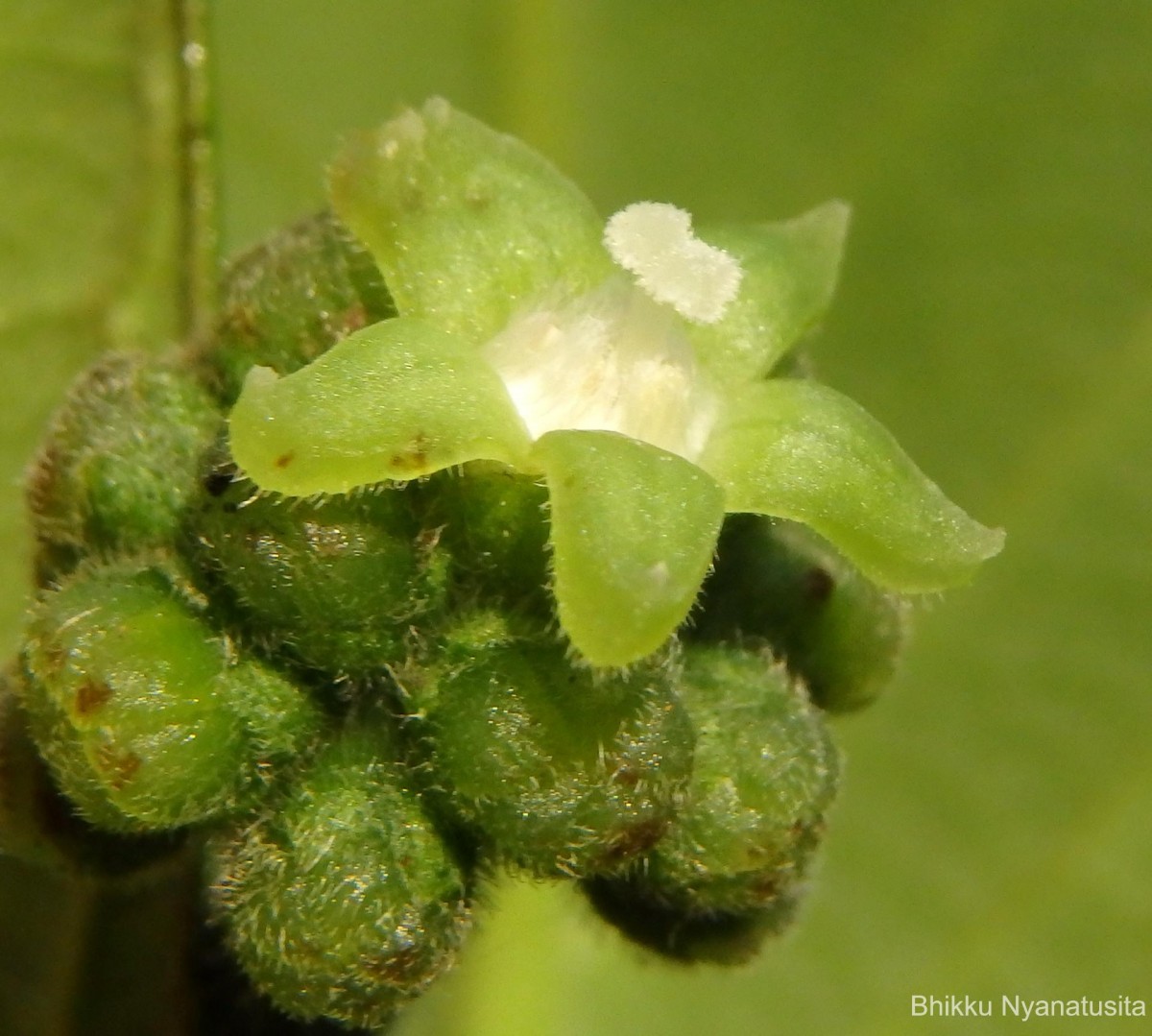 Psychotria dubia var. dubia (Wight) Alston